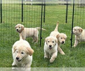 Golden Retriever Litter for sale in NORTH LIBERTY, IN, USA