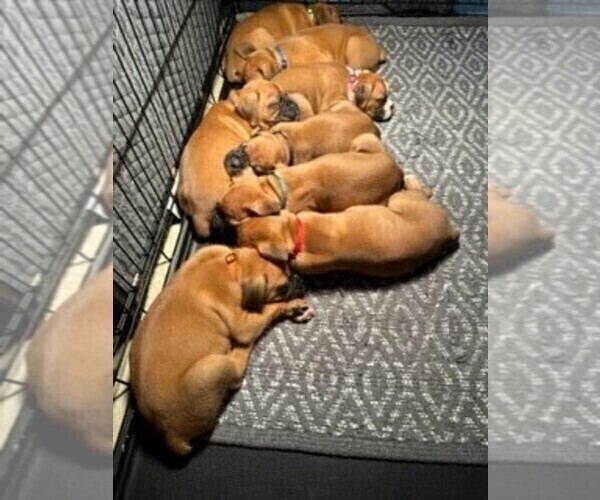 Medium Photo #5 Boxer Puppy For Sale in HARRISBURG, IL, USA