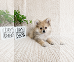 Small #2 Pomeranian