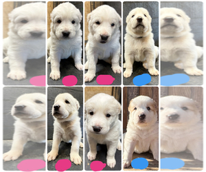 Central Asian Shepherd Dog Puppy for Sale in DERIDDER, Louisiana USA