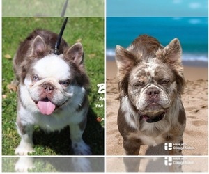 Mother of the French Bulldog puppies born on 02/02/2026