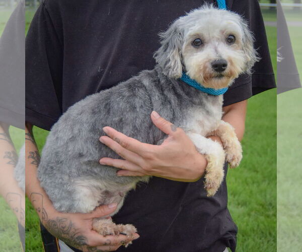 Medium Photo #2 Mutt Puppy For Sale in Huntley, IL, USA