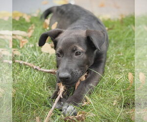 Bagel - Male Shepradors Dog for Adoption - Photo #3