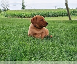 Labrador Retriever Puppy for sale in CATO, NY, USA