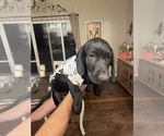 Puppy Mickey Dachshund-Labrador Retriever Mix