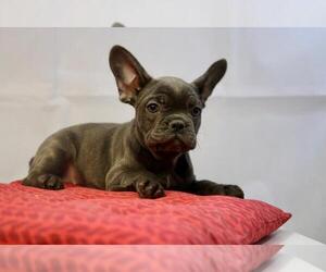 French Bulldog Puppy for sale in BROOKLYN, NY, USA
