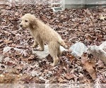 Small Photo #4 Goldendoodle (Miniature) Puppy For Sale in RALEIGH, NC, USA