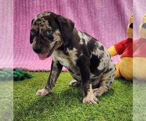 Catahoula Leopard Dog Puppy for sale in CUMBY, TX, USA