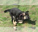Small Photo #8 German Shepherd Dog Puppy For Sale in OAK GROVE, OR, USA