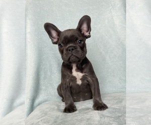 French Bulldog Puppy for sale in GRESHAM, OR, USA