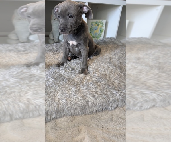 Medium Photo #1 American Bully Puppy For Sale in GROVETOWN, GA, USA