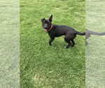 Small #7 Staffordshire Bull Terrier Mix