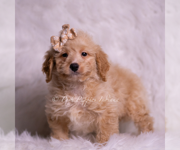 Medium Photo #14 Goldendoodle (Miniature) Puppy For Sale in WARSAW, IN, USA