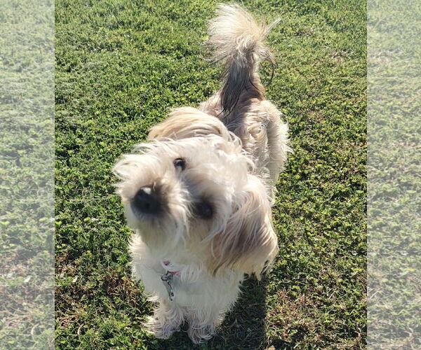 Medium Photo #1 Mutt Puppy For Sale in Allentown,, PA, USA