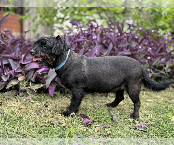 Medium Photo #2 Dachshund-Unknown Mix Puppy For Sale in PIPE CREEK, TX, USA