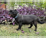 Small #1 Dachshund Mix