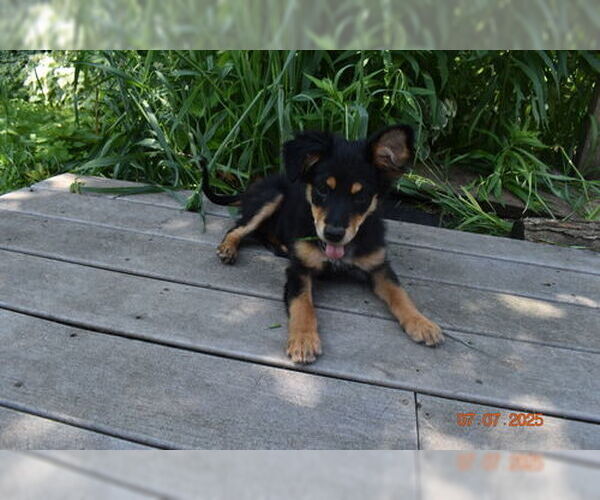 Medium Photo #6 Basenji-Unknown Mix Puppy For Sale in Grafton, WI, USA