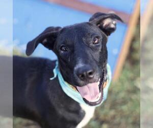 American Staffordshire Terrier-Unknown Mix Dogs for adoption in San Antonio, TX, USA
