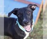 Small American Staffordshire Terrier Mix