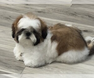 Shih Tzu Puppy for sale in AIEA, HI, USA