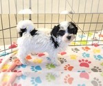 Small #8 Havanese