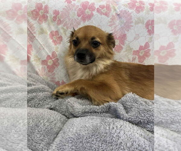 Medium Photo #3 Pomeranian-Unknown Mix Puppy For Sale in Osgood, IN, USA