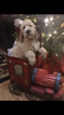 Small Photo #2 Poodle (Standard)-Spinone Italiano Mix Puppy For Sale in CLEVELAND, OH, USA
