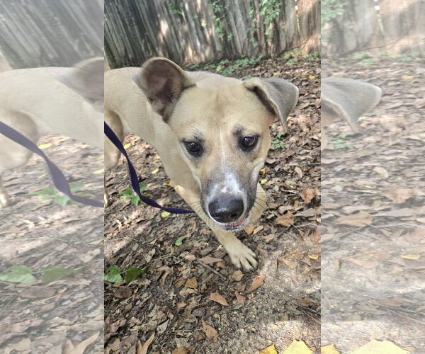 Medium Photo #4 Mutt Puppy For Sale in Jackson, MS, USA