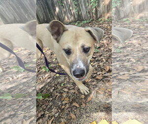 Ivy - Female Mutt Dog for Adoption - Photo #4