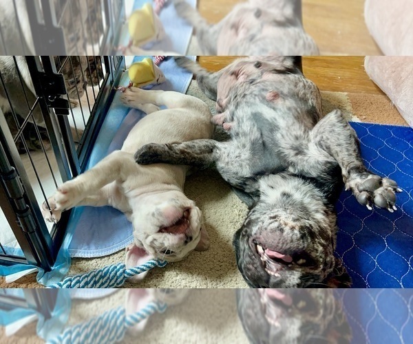 Medium Photo #6 French Bulldog Puppy For Sale in PHILADELPHIA, PA, USA