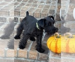 Small #2 Schnauzer (Miniature)