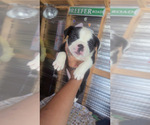 Small American Bully