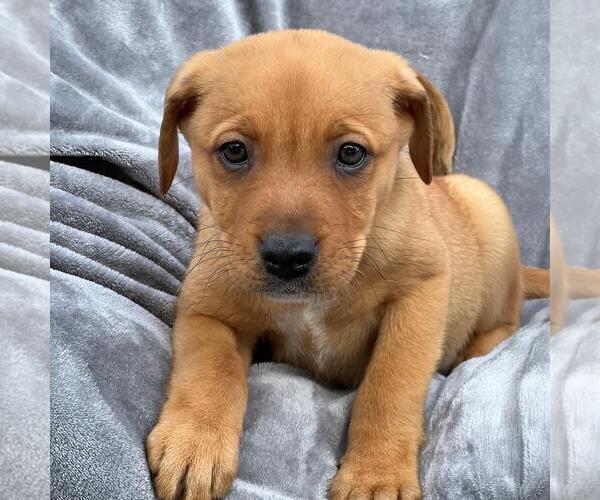 Medium Photo #1 Labrador Retriever-Unknown Mix Puppy For Sale in San Diego, CA, USA