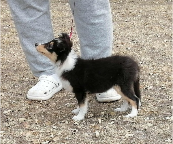 Medium Photo #2 Shetland Sheepdog Puppy For Sale in BURBANK, CA, USA