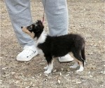 Small #1 Shetland Sheepdog