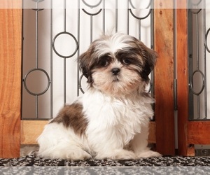 Medium Shih Tzu