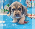 Small Photo #5 Beagle Puppy For Sale in COOS BAY, OR, USA