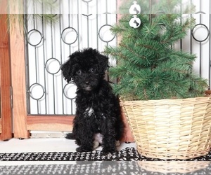 Bichon Frise-ShihPoo Mix Puppy for sale in NAPLES, FL, USA