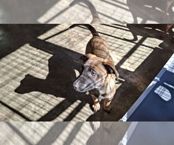 Medium Photo #3 Mutt Puppy For Sale in Sebec, ME, USA