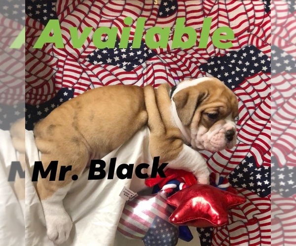 Medium Photo #3 Olde English Bulldogge Puppy For Sale in BOERNE, TX, USA
