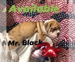 Small Photo #3 Olde English Bulldogge Puppy For Sale in BOERNE, TX, USA