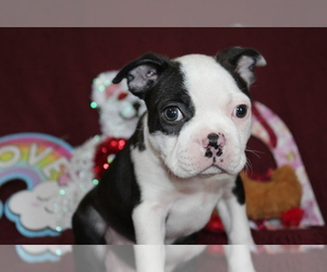Boston Terrier Puppy for sale in BROOKSVILLE, FL, USA
