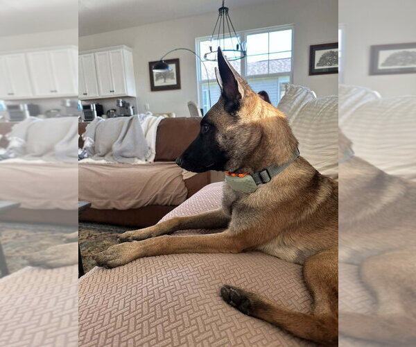 Medium Photo #3 Mutt Puppy For Sale in Imlay City, MI, USA