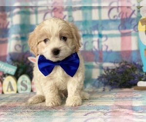 Cocker Spaniel-Poovanese Mix Puppy for sale in LANCASTER, PA, USA
