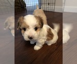 Small Photo #12 Coton de Tulear Puppy For Sale in YELM, WA, USA