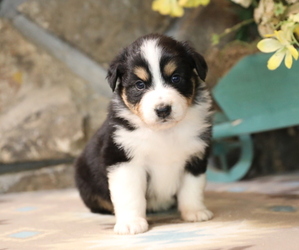 Australian Shepherd Puppy for sale in WESTFIELD, MA, USA