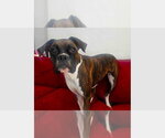 Small Boxer