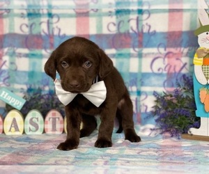 Labrador Retriever Puppy for sale in LANCASTER, PA, USA