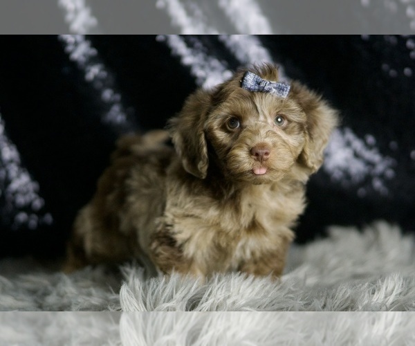 Medium Photo #99 Yorkipoo Puppy For Sale in WARSAW, IN, USA