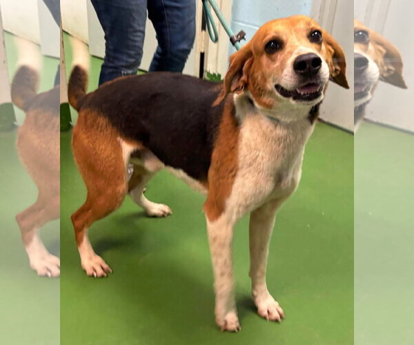 Medium Photo #1 Mutt Puppy For Sale in Rustburg, VA, USA